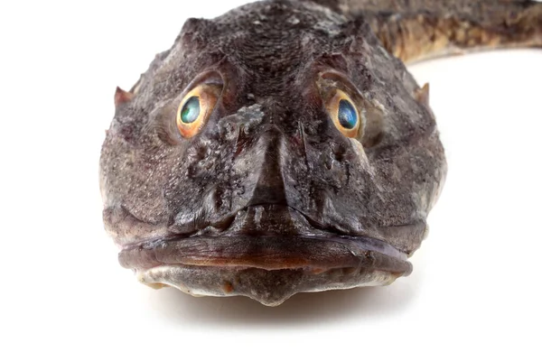 Портрет Рыбки Goby Изолирован Белом Plain Sculpin Myoxocephalus Jaok — стоковое фото