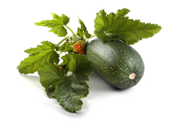 Calabaza Con Flor Hojas —  Fotos de Stock