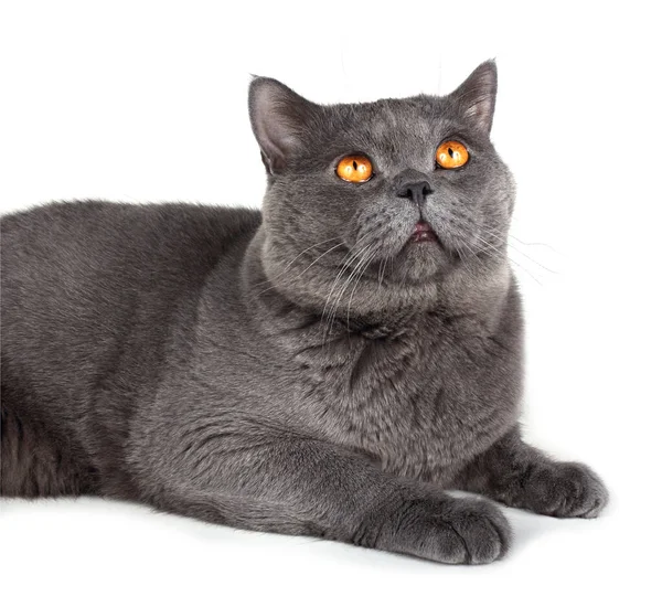 Cute Fluffy British Cat — Stock Photo, Image