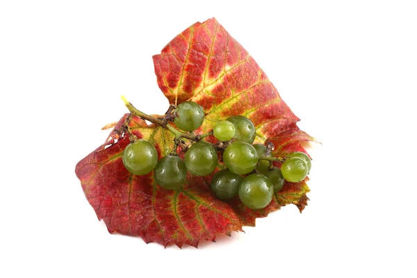 Σταφύλι Κρασί Φύλλο Φθινόπωρο — Φωτογραφία Αρχείου