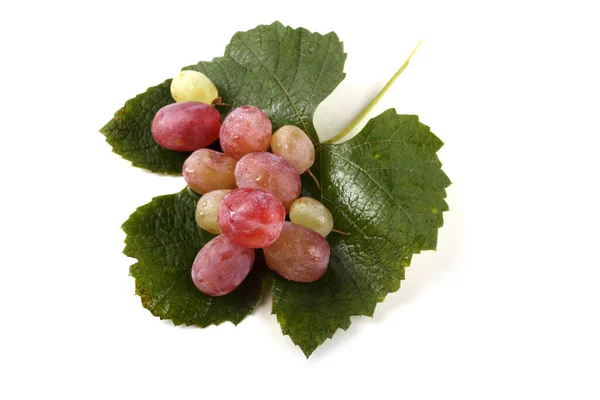 Grape Autumn Leaf — Stock Photo, Image