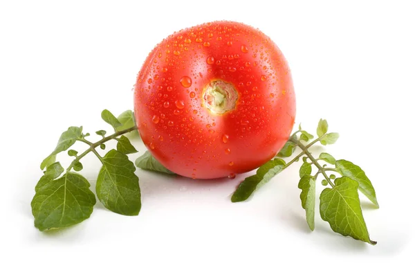 Tomate Mûre Savoureuse Sur Fond Blanc — Photo