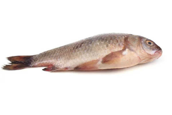 Carpa Crucian Isolado Branco — Fotografia de Stock