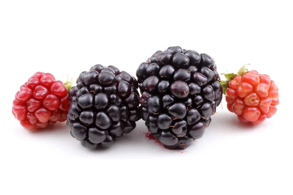 Ripe Unripe Blackberries White Background — Stock Photo, Image