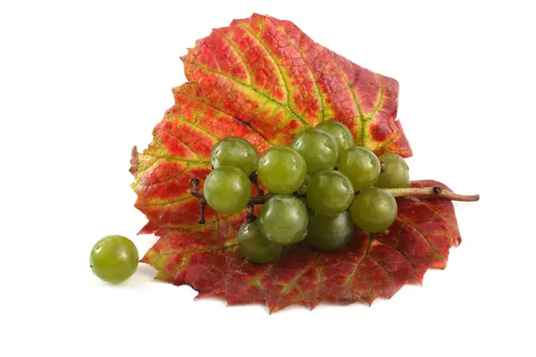 White Wine Grape Autumn Leaf — Stock Photo, Image