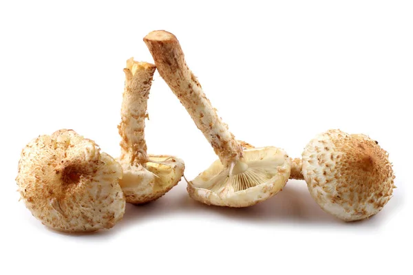 Pholiota Squarrosa Shaggy Scalycap Shaggy Pholiota Scaly Pholiota Seta Comestible —  Fotos de Stock