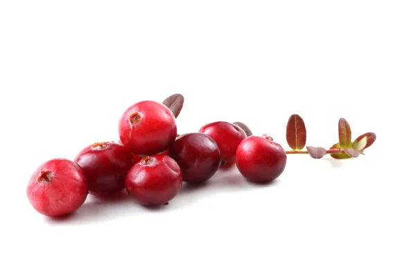 Close Cranberries Azedas Frescas — Fotografia de Stock