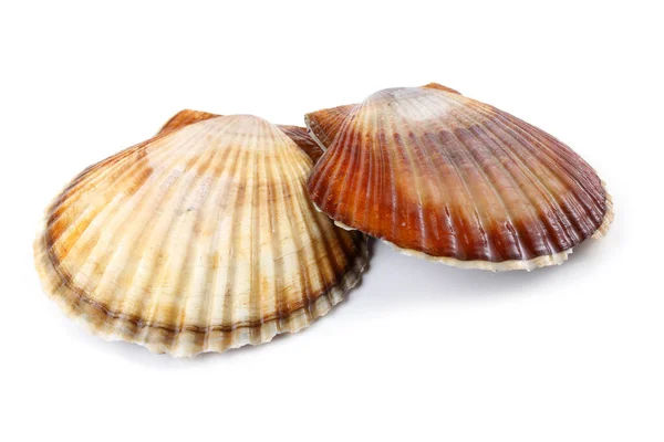 Two Scallops Isolated White — Stock Photo, Image