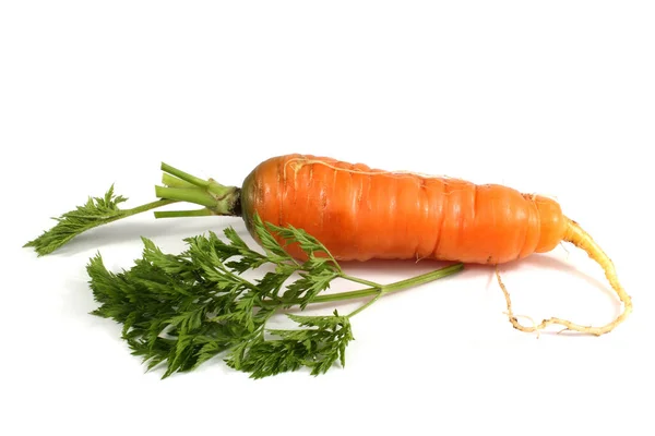 Carrot Leaves Isolated White — Stock Photo, Image