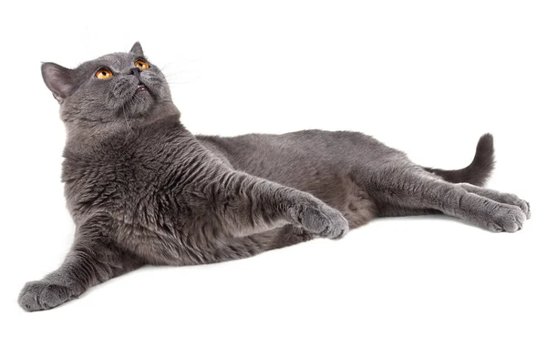 Cute Grey Cat Isolated White Background — Stock Photo, Image