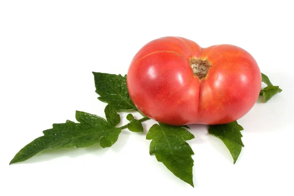 Sabroso Tomate Maduro Sobre Fondo Blanco —  Fotos de Stock