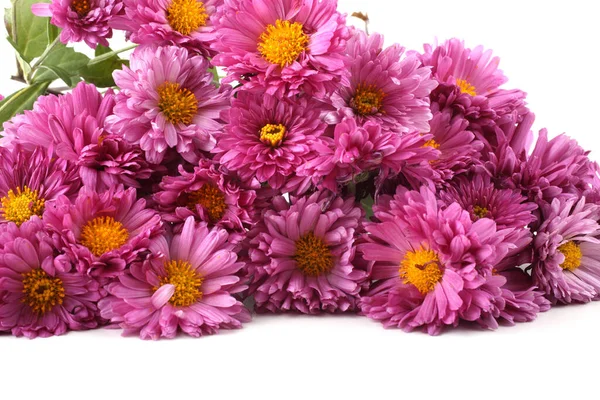 Primer Plano Flores Florecientes Increíbles — Foto de Stock