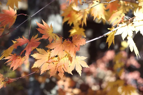 Close Van Heldere Herfstbladeren — Stockfoto