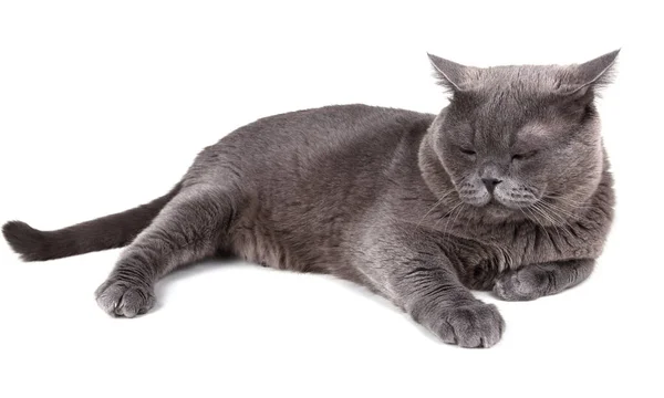 Lindo Gato Gris Aislado Sobre Fondo Blanco — Foto de Stock