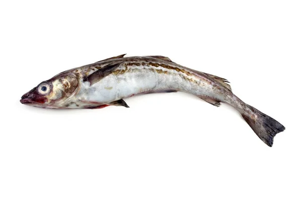 Syrové Aljaška Pollock Ryby Izolované Bílém Pozadí — Stock fotografie