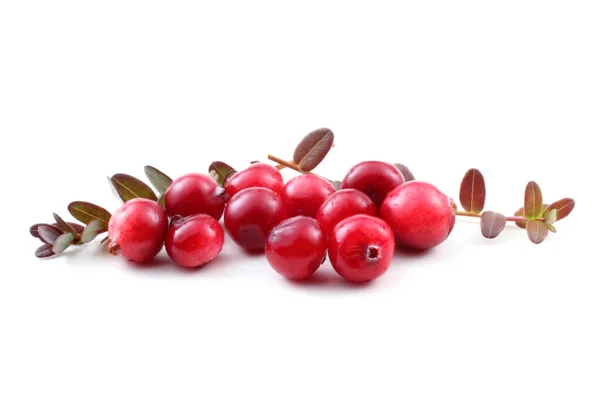 Close Fresh Sour Cranberries — Stock Photo, Image