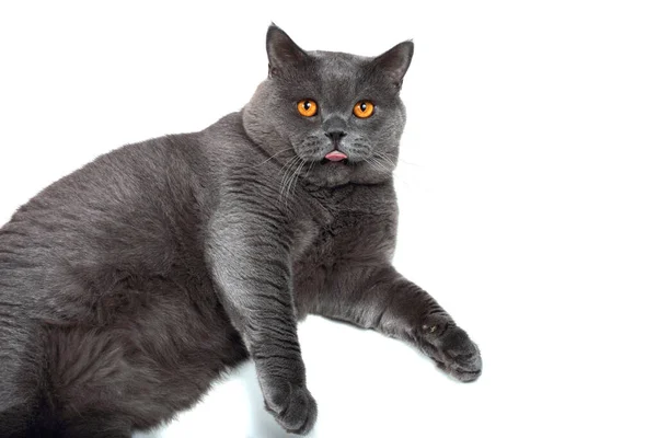 Cute Gray Cat Lying Close — Stock Photo, Image