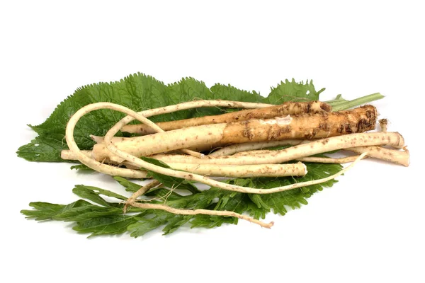 Horseradish Green Leaves Isolated White Background — Stock Photo, Image