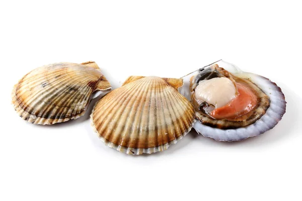 Three Scallops Isolated White — Stock Photo, Image