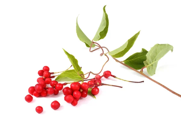 Schisandra Chinensis Fem Mjöl Frukt Magnolia Bär — Stockfoto