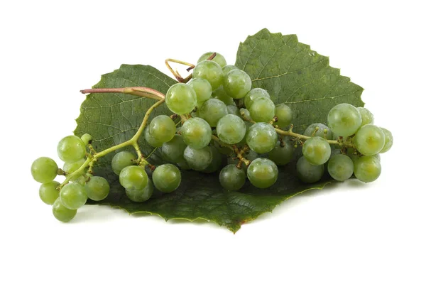 Winogrono Białe Liściu — Zdjęcie stockowe
