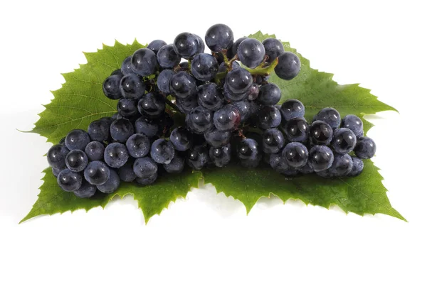 Cluster Black Wine Grape — Stock Photo, Image