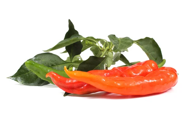 Chili Pepper Leaves White Background — Stock Photo, Image