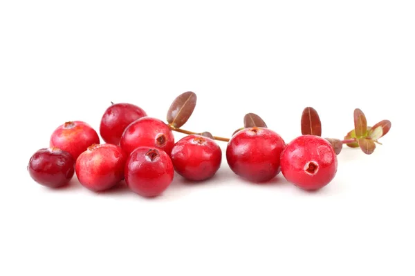 Tutup Dari Cranberry Asam Segar — Stok Foto