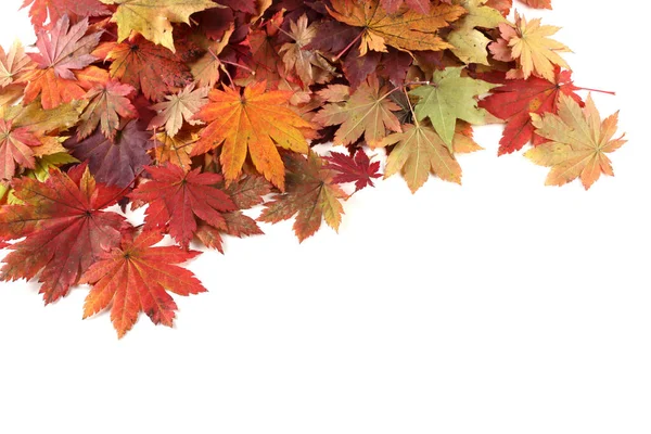 秋天的叶子被白色的背景隔开了 — 图库照片