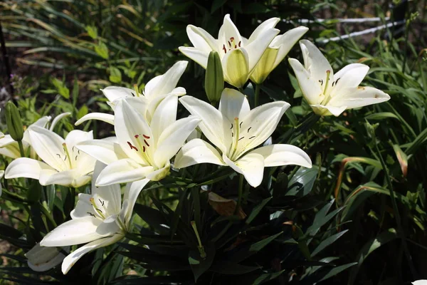 Närbild Fantastiska Blommande Blommor — Stockfoto