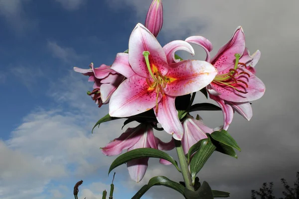 Nahaufnahme Von Erstaunlichen Blühenden Blumen — Stockfoto