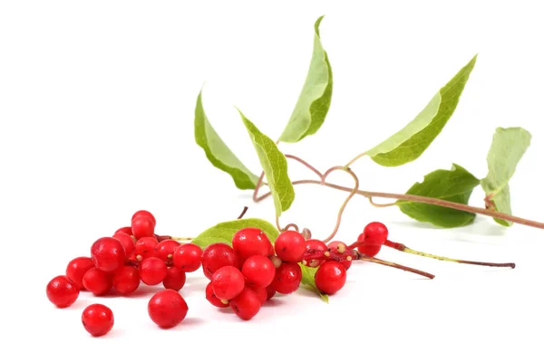 Schisandra Chinensis Isolerad Vitt — Stockfoto