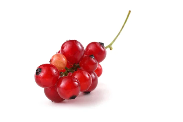在白色背景上分离的红醋栗果 — 图库照片