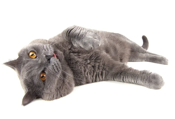 Roztomilý Nadýchaný Britský Kočka — Stock fotografie
