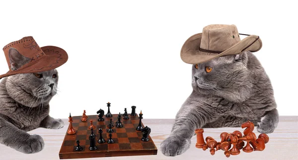Dva Legrační Kovboj Kočka Hrají Šachy — Stock fotografie