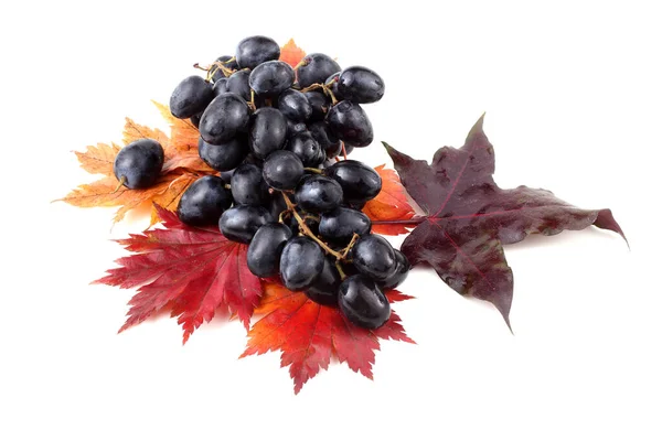 Schwarze Trauben Auf Herbstlichen Ahornblättern — Stockfoto