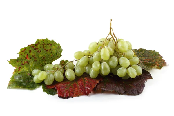 Bouquet Raisins Frais Sur Les Feuilles Automne Isolé Sur Blanc — Photo