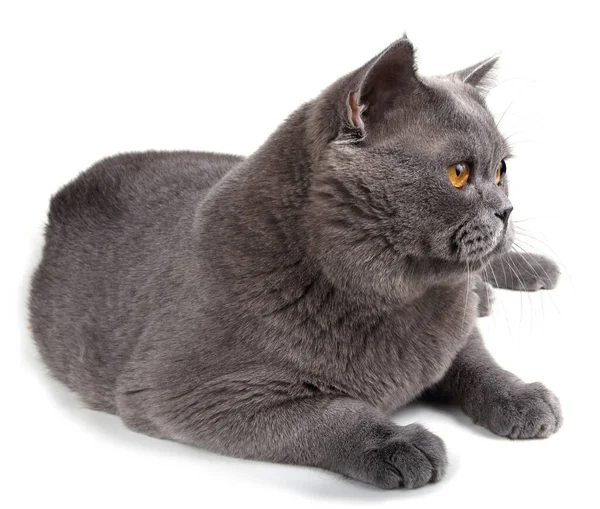 Niedliche Graue Katze Isoliert Auf Weißem Hintergrund — Stockfoto