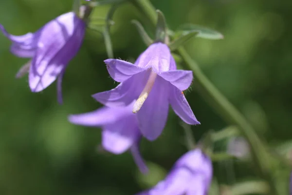 Close Van Verbazingwekkende Bloeiende Bloemen — Stockfoto