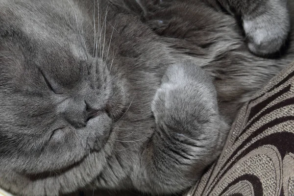 Lindo Mullido Británico Gato — Foto de Stock