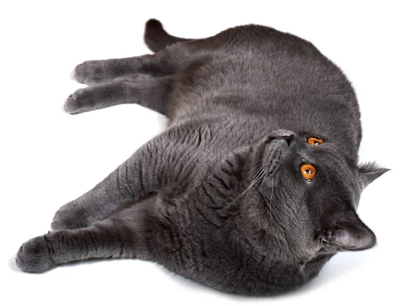 Kucing Berbulu Halus Yang Lucu — Stok Foto