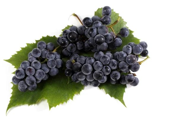 Black Wine Grape Isolated White — Stock Photo, Image