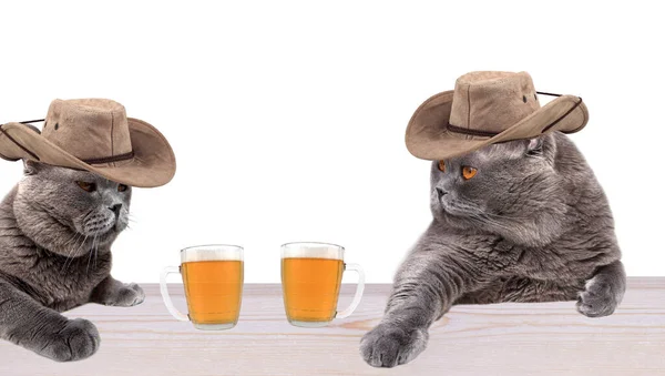Dos Gatos Vaqueros Están Bebiendo Cerveza Salón — Foto de Stock