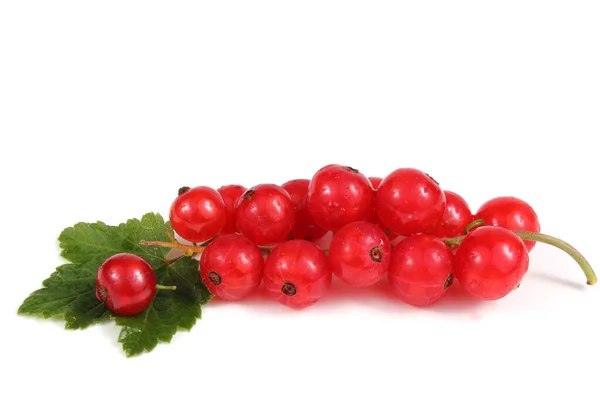 Ribes Rosso Sfondo Bianco — Foto Stock