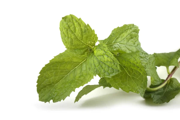 Daun Mint Pada Latar Belakang Putih — Stok Foto