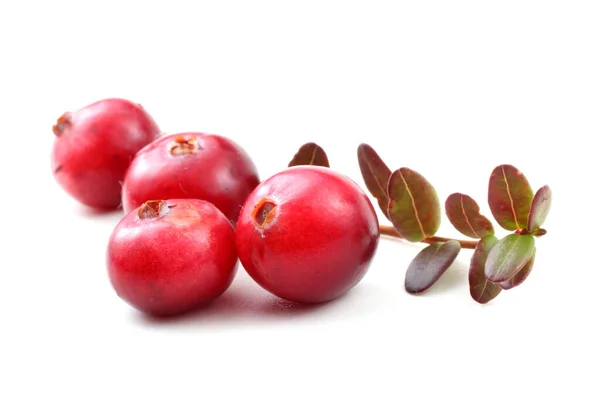 Tutup Dari Cranberry Asam Segar — Stok Foto