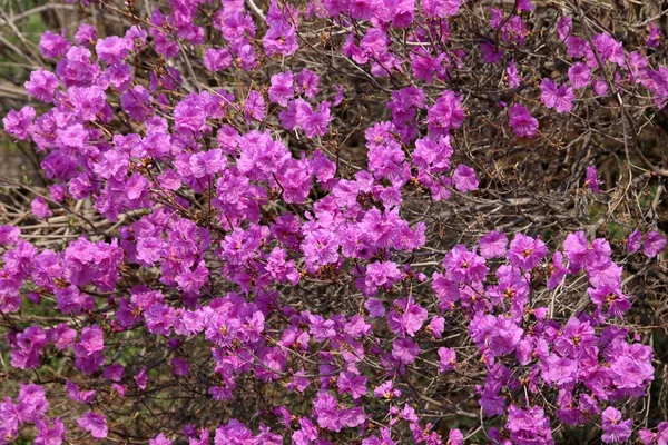 Close Van Verbazingwekkende Bloeiende Bloemen — Stockfoto