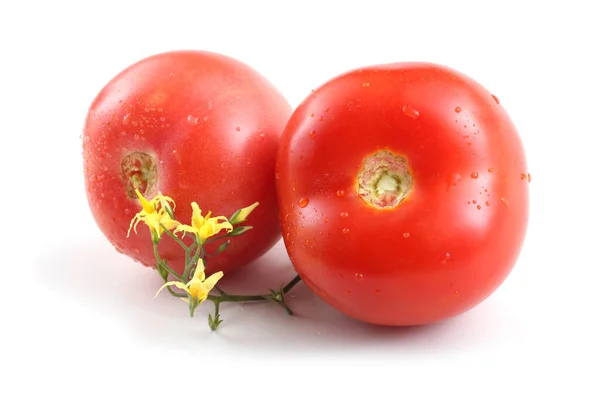 Sabrosos Tomates Maduros Sobre Fondo Blanco — Foto de Stock