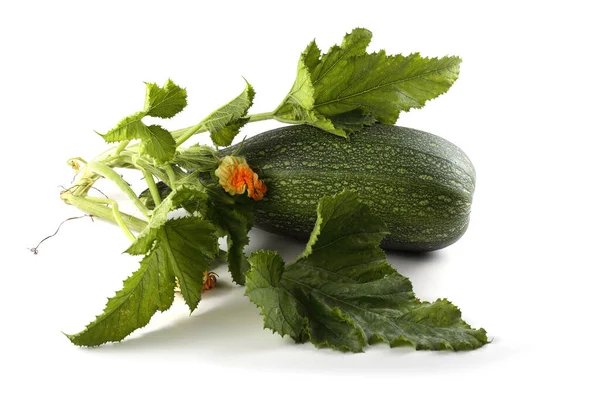 Grön Squash Blomma Och Blad — Stockfoto