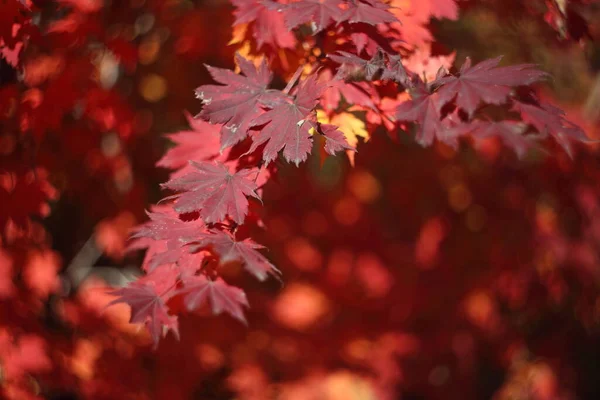 Close Van Heldere Herfstbladeren — Stockfoto